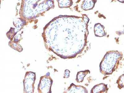 Immunohistochemistry-Paraffin: EGFR Antibody (GFR1195) [NBP2-45150] - Human Placenta stained with EGFR Monoclonal Antibody (GFR1195).