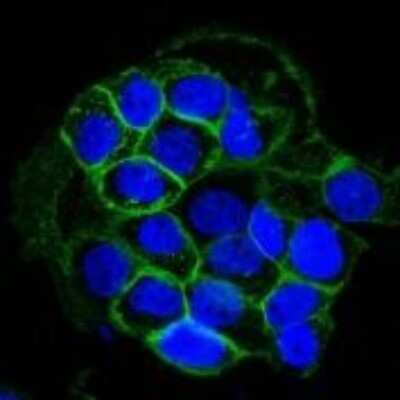 Immunocytochemistry/Immunofluorescence: EGFR Antibody (GFR450) - Azide and BSA Free [NBP2-33068] - Confocal Immunofluorescent analysis of A431 cells using AF488-labeled EGFR Monoclonal Antibody (GFR450) (Green). DAPI was used to stain the cell nuclei (blue).