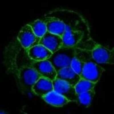 Immunocytochemistry/Immunofluorescence: EGFR Antibody (GFR450) [NBP2-29440] - Confocal Immunofluorescent analysis of A431 cells using AF488-labeled EGFR Monoclonal Antibody (GFR450) (Green). DAPI was used to stain the cell nuclei (blue).