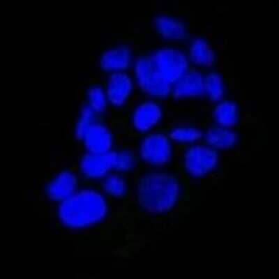 Immunocytochemistry/Immunofluorescence: EGFR Antibody (GFR450) [NBP2-29440] - Confocal Immunofluorescent analysis of A431 cells using AF488-labeled Isotype Control Monoclonal Antibody (IgG2a) (Green). DAPI was used to stain the cell nuclei (blue). (Negative Control).