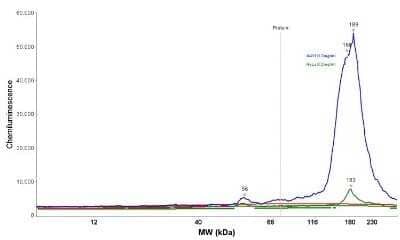 Simple Western: EGFR Antibody (H9B4) - Azide and BSA Free [NBP2-34628] - Electropherogram image of the corresponding Simple Western lane. EGF R/ErbB1 antibody was used at 10 ug/ml dilution of A431 and HeLa lysates(s) respectively.