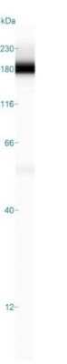 Simple Western: EGFR Antibody (H9B4) - Azide and BSA Free [NBP2-34628] - Simple Western lane view shows a specific band for EGF R/ErbB1 in 0.2 mg/ml of HeLa lysate(s). This experiment was performed under reducing conditions using the 12-230 kDa separation system.