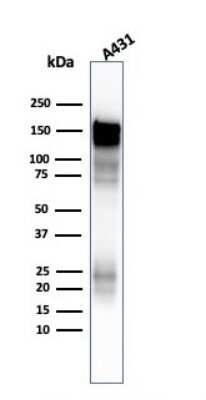 Western Blot: EGFR Antibody (H9B4) - Azide and BSA Free [NBP2-34628] - Western Blot Analysis of A431 cell lysate using EGFR Antibody (H9B4).