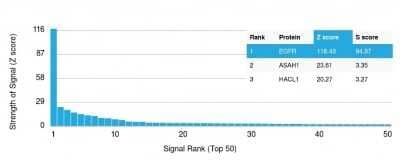 Protein Array: EGFR Antibody (H9B4) [NBP2-34243] - Analysis of Protein Array containing more than 19,000 full-length human proteins using EGFR Antibody (H9B4) Z- and S- Score: The Z-score represents the strength of a signal that a monoclonal antibody (Monoclonal Antibody) (in combination with a fluorescently-tagged anti-IgG secondary antibody) produces when binding to a particular protein on the HuProt(TM) array. Z-scores are described in units of standard deviations (SD's) above the mean value of all signals generated on that array. If targets on HuProt(TM) are arranged in descending order of the Z-score, the S-score is the difference (also in units of SD's) between the Z-score. S-score therefore represents the relative target specificity of a Monoclonal Antibody to its intended target. A Monoclonal Antibody is considered to specific to its intended target, if the Monoclonal Antibody has an S-score of at least 2.5.