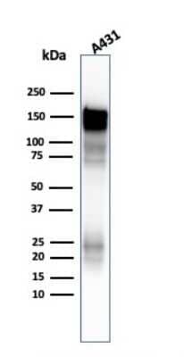 Western Blot: EGFR Antibody (H9B4) [NBP2-34243] - Western Blot Analysis of A431 cell lysate using EGFR Mouse Monoclonal Antibody (H9B4).
