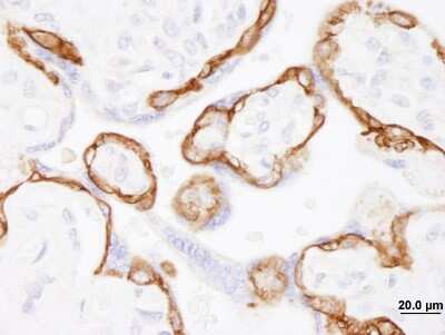 <b>Biological Strategies Validation. </b>Immunohistochemistry-Paraffin: EGFR Antibody [NB100-596] - Section of human placenta. Antibody: Affinity purified rabbit anti-EGFR used at a dilution of 1:1,000 (1ug/ml). Detection: DAB.