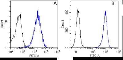 Flow Cytometry: EGFR Antibody (Matuzumab) - Chimeric [NBP2-52685] - Flow-cytometry using the anti-EGFR antibody Matuzumab. HeLa (A) and A431 (B) cells were stained with unimmunized rabbit IgG antibody (black line) or the rabbit-chimeric version of Matuzumab (NBP2-52685, blue line) at a concentration of 10 ug/ml for 30 mins at RT. After washing, bound antibody was detected using an anti-rabbit IgG JK (FITC-conjugate) antibody at 2 ug/ml and cells analyzed on a FACSCanto flow-cytometer.