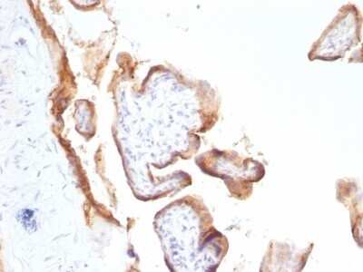 Immunohistochemistry-Paraffin: EGFR Antibody (SPM622) - Azide and BSA Free [NBP2-47741] - Human Placenta stained with EGFR Monoclonal Antibody (SPM622).