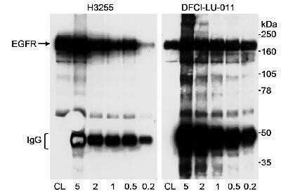 Western Blot: EGFR Antibody [NB100-596] - Detection of Human EGFR on HeLa whole cell lysate using NB100-596.