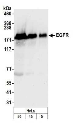 Western Blot: EGFR Antibody [NB100-596] - Detection of Human EGFR by Western Blot. Samples: Whole cell lysate (5, 15 and 50 ug) from HeLa cells prepared using NETN lysis buffer. Antibody: Affinity purified rabbit anti-EGFR antibody NB100-596 used for WB at 0.04 ug/ml. Detection: Chemiluminescence with an exposure time of 10 seconds.