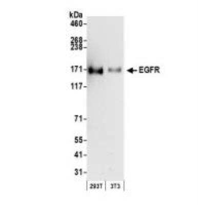 <b>Biological Strategies Validation. </b>Western Blot: EGFR Antibody [NB100-596] - EGF R/ErbB1 Antibody [NB100-596] - Whole cell lysate (50 ug) from 293T and mouse NIH3T3 cells prepared using NETN lysis buffer. Antibody:Affinity purified rabbit anti-EGFR antibody used for WB at 0.04 ug/ml. Detection: Chemiluminescence with an exposure time of 30 seconds.