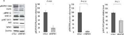 Western Blot: EGFR Antibody [NB100-596] - NPM1 knockdown decreases EGF expression. NPM1 controls activation of the EGF/EGFR pathway downstream effectors. Proteins, extracted from shScr and shNPM1 LNCaP cells cultured in RPMI 1640 10%FBS, were electrophoresed by SDS-PAGE. Transferred membranes were immunoblotted with indicated antibodies. Histograms show the band quantification reported to the beta-actin level. Blots are representative of three independent experiments with consistent results. Data are representative of at least three independent experiments and are expressed as the mean +/- SD. Image collected and cropped by CiteAb from the following publication (//dx.plos.org/10.1371/journal.pone.0096293), licensed under a CC-BY license.