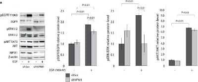 <b>Biological Strategies Validation. </b>Western Blot: EGFR Antibody [NB100-596] - NPM1 knockdown in prostate cancer cells reduces proliferation and migration capacities by inhibiting the EGF/EGFR pathway activity.(a) NPM1 down-regulation inhibits EGF induced ERK1/2 pathway activity. shScr and shNPM1 LNCaP cells were treated with 100 nM EGF and phosphorylation of the EGF/EGFR pathway effectors was analyzed using Western Blotting. Histograms show the band quantification reported to the beta-actin level. The blot is representative of three independent experiments with consistent results. Image collected and cropped by CiteAb from the following publication (//dx.plos.org/10.1371/journal.pone.0096293), licensed under a CC-BY license.