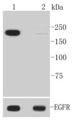 Western Blot: EGFR [p Tyr1092] Antibody (SJ0194) [NBP2-67411] - Analysis of Phospho-EGFR(Y1092) on different lysates using anti-Phospho-EGFR(Y1092) antibody at 1/1,000 dilution. Positive control: Lane 1: A431 treated with EGF Lane 2: Untreated A431