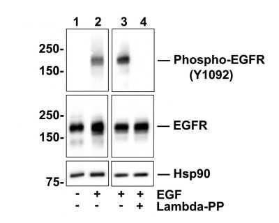 Western Blot: EGFR [p Tyr1092] Antibody (SJ0194) [NBP2-67411] - Analysis of EGFR [p Tyr1092] on A431 cell lysates. Lane 1: A431 cells, whole cell lysate, 10ug/lane Lane 2/3: A431 cells treated with 100 ng/ml EGF for 30 minutes, whole cell lysates, 10ug/lane Lane 4: A431 cells treated with 100 ng/ml EGF for 30 minutes, then treated with 2.8ug/ul lambda-PP for 30 minutes, whole cell lysates, 10ug/lane All lanes : Anti-EGFR [p Tyr1092] antibody at 1:500 dilution. Anti-EGFR antibody at 1:500 dilution. Anti-Hsp90 beta antibody at 1:10,000 dilution. Goat Anti-Rabbit IgG H&L (HRP) at 1/200,000 dilution. Predicted band size: 134 kDa Observed band size: 170 kDa Blocking and diluting buffer: 5% BSA. Exposure time: 15 seconds