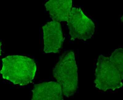 Immunocytochemistry/Immunofluorescence: EGFR [p Tyr1173] Antibody (SC57-04) [NBP2-67582] - Staining Phospho-EGFR (pY1173) in untreated A549 cells (green). The nuclear counter stain is DAPI (blue). Cells were fixed in paraformaldehyde, permeabilised with 0.25% Triton X100/PBS.