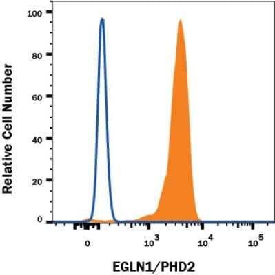 Flow Cytometry: EGLN1/PHD2 Antibody (2445B) - Azide and BSA Free [NBP2-80713] - Human Jurkat T Cell Leukemia Cell Line was stained with Rabbit Anti- EGLN1/PHD2 Monoclonal Antibody (Catalog # NBP2-76810, filled histogram) or Rabbit IgG Isotype Control Antibody (Catalog # MAB1050, open histogram) followed by Phycoerythrin-conjugated Anti-Rabbit IgG Secondary Antibody (Catalog # F0110). To facilitate intracellular staining, cells were fixed and permeabilized with FlowX FoxP3 Fixation & Permeabilization Buffer Kit (Catalog # FC012). Image from the standard format of this antibody.