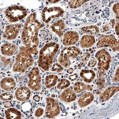 Immunohistochemistry-Paraffin: EGLN1/PHD2 Antibody (2445B) - Azide and BSA Free [NBP2-80713] - EGLN1/PHD2 was detected in immersion fixed paraffin-embedded sections of human kidney using Rabbit Anti-EGLN1/PHD2 Monoclonal Antibody (Catalog # NBP2-76810) at 3 ug/mL for 1 hour at room temperature followed by incubation with the Anti-Rabbit IgG VisUCyte(TM).