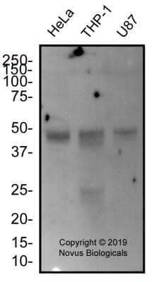 Western Blot: EGLN1/PHD2 Antibody (2445B) - Azide and BSA Free [NBP2-80713] - Total protein from human HeLa, THP-1 and U87 cell lines was separated on a 12% gel by SDS-PAGE, transferred to PVDF membrane and blocked in 5% non-fat milk in TBST. The membrane was probed with 2.0 ug/mL anti-PHD2 in block buffer and detected with an anti-rabbit HRP secondary antibody using West Pico PLUS chemiluminescence detection reagent. Image from the standard format of this antibody.