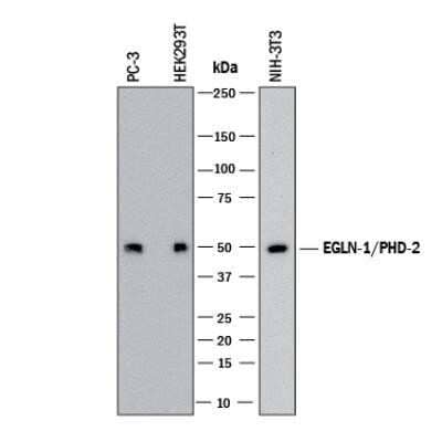 Western Blot: EGLN1/PHD2 Antibody (2445D) - Azide and BSA Free [NBP2-80714] - Western blot shows lysates of PC3 human prostate cancer cell line, HEK293T human embryonic kidney cell line, and NIH3T3 mouse embryonic fibroblast cell line. PVDF membrane was probed with 1 ug/mL of Rabbit Anti-Human/Mouse EGLN1/PHD2 Monoclonal Antibody (Catalog # NBP2-78782) followed by HRP-conjugated Anti-Rabbit IgG Secondary Antibody (Catalog # HAF008). A specific band was detected for EGLN1/PHD2 at approximately 50 kDa (as indicated). This experiment was conducted under reducing conditions. Image from the standard format of this antibody.