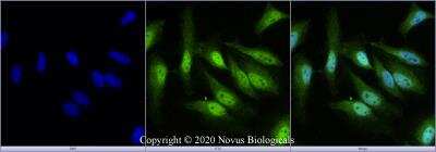 Immunocytochemistry/Immunofluorescence: EGLN2/PHD1 Antibody [NBP2-59179] - HeLa cells were fixed for 10 minutes using 4% PFA and then permeabilized for 5 minutes using 1X PBS + 0.5% Triton-X100. The cells were incubated with anti-EGLN2/PHD1 at 2 ug/ml overnight at 4C and detected with an anti-rabbit Dylight 488 (Green) at a 1:500 dilution. Nuclei were counterstained with DAPI (Blue). Cells were imaged using a 40X objective. 