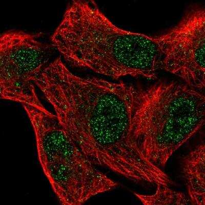 Immunocytochemistry/Immunofluorescence: EGLN2/PHD1 Antibody [NBP2-76551] - Staining of human cell line A549 shows localization to nucleoplasm. Antibody staining is shown in green.