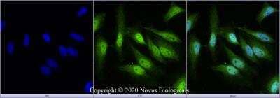 Immunocytochemistry/Immunofluorescence: EGLN2/PHD1 Antibody [NBP3-05472] - HeLa cells were fixed for 10 minutes using 4% PFA and then permeabilized for 5 minutes using 1X PBS + 0.5% Triton-X100. The cells were incubated with anti-EGLN2/PHD1 at 2 ug/ml overnight at 4C and detected with an anti-rabbit Dylight 488 (Green) at a 1:500 dilution. Nuclei were counterstained with DAPI (Blue). Cells were imaged using a 40X objective.