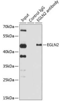 Immunoprecipitation: EGLN2/PHD1 Antibody [NBP2-92974] - Analysis of 150ug extracts of HeLa cells using EGLN2/PHD1 at a dilition of 1:1000.