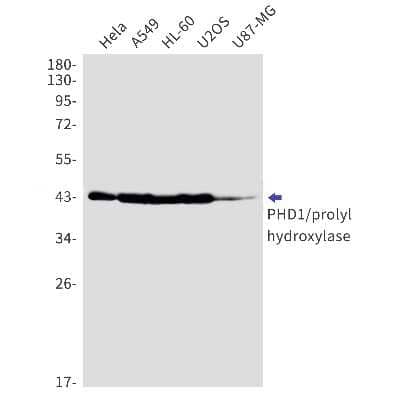 Western Blot: EGLN2/PHD1 Antibody (S01-7G1) [NBP3-15114] - Western blot detection of EGLN2/PHD1 in Hela, A549, HL-60, U2OS, U87-MG cell lysates using EGLN2/PHD1 Rabbit mAb (1:1000 diluted). Observed band size: 44kDa.