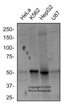 Western Blot EGLN2/PHD1 Antibody - BSA Free