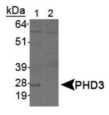 Western Blot: EGLN3/PHD3 Antibody (EG188e/d5) - Azide and BSA Free [NBP2-80715] - Analysis of HIF Prolyl Hydroxylase 3 in (1) Cobalt chloride treated COS-7 nuclear extracts and (2) Untreated COS-7 nuclear extracts. Image from the standard format of this antibody.