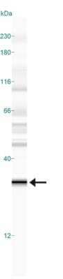 Simple Western: EGLN3/PHD3 Antibody (EG188e/d5) [NBP1-30440] - Lane view shows a specific band for PHD3/HIF Prolyl Hydroxylase 3 in 0.5 mg/ml of Hypoxic HeLa lysate.  This experiment was performed under reducing conditions using the 12-230 kDa separation system.