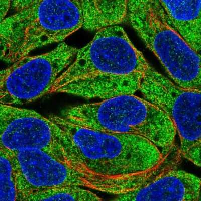 Immunocytochemistry/Immunofluorescence: EGLN3/PHD3 Antibody [NBP2-57377] - Staining of human cell line RT4 shows localization to cytosol.