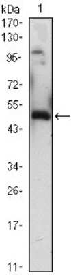 Western Blot: EGR1 Antibody (8A6) [NBP1-47480] - Western blot analysis using EGR1 mouse mAb against EGR1-hIgGFc transfected HEK293 (1)cell lysate.