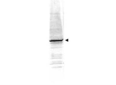 Western Blot: EGR1 Antibody [NBP1-02807] -  Affinity Purified anti-EGR-1 antibody shows detection of a predominant band at ~58 kD corresponding to EGR-1 present in mouse embryonic fibroblast whole cell lysate (arrowhead). Approximately 35 ug of lysate was separated by 4-20% SDS-PAGE and transferred onto nitrocellulose. After blocking the membrane was probed with the primary antibody diluted to 1:1500. Reaction occurred 2 hours at room temperature followed by washes and reaction with a 1:10000 dilution of IRDye800 conjugated Gt-a-Rabbit IgG [H&L] MX (for 45 min at room temperature.