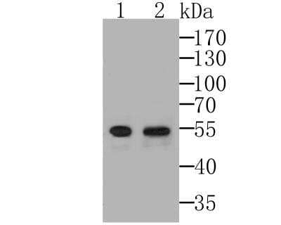 Western Blot: EGR2 Antibody (JG78-39) [NBP2-76830] - Analysis of EGR2 on MCF-7 and SH-SY-5Y cell lysates using anti-EGR2 at 1/500 dilution.