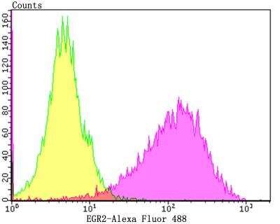 Western Blot: EGR2 Antibody (JG78-39) [NBP2-76830] - Analysis of SH-SY-5Y cells with EGR2 antibody at 1/50 dilution (Fuchsia) compared with an unlabelled control (cells without incubation with primary antibody; Yellow). Alexa Fluor 488-conjugated goat anti-rabbit IgG was used as the secondary antibody.