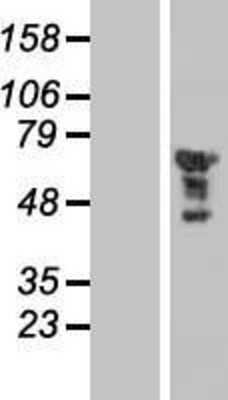 Western Blot EGR2 Overexpression Lysate