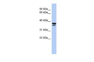 Western Blot EGR3 Antibody