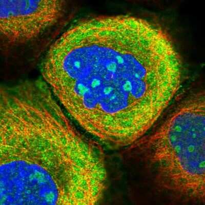 Immunocytochemistry/ Immunofluorescence EHBP1L1 Antibody - BSA Free