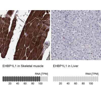 Immunohistochemistry-Paraffin EHBP1L1 Antibody - BSA Free