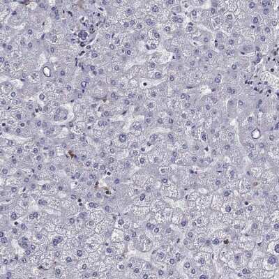 Immunohistochemistry-Paraffin EHBP1L1 Antibody - BSA Free