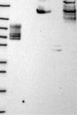 Western Blot EHBP1L1 Antibody - BSA Free
