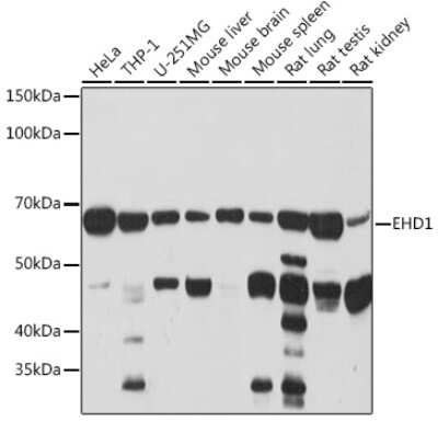 Western Blot: EHD1 Antibody (5S4P9) [NBP3-16201] - Western blot analysis of extracts of various cell lines, using EHD1 Rabbit mAb (NBP3-16201) at 1:1000 dilution. Secondary antibody: HRP Goat Anti-Rabbit IgG (H+L) at 1:10000 dilution. Lysates/proteins: 25ug per lane. Blocking buffer: 3% nonfat dry milk in TBST. Detection: ECL Basic Kit. Exposure time: 90s.