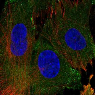 Immunocytochemistry/Immunofluorescence: EHD1 Antibody [NBP2-56412] - Staining of human cell line BJ shows localization to plasma membrane. Antibody staining is shown in green. 