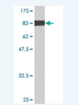 Western Blot: EHD4 Antibody (1B5) [H00030844-M02] - Detection against Immunogen (85.25 KDa) .