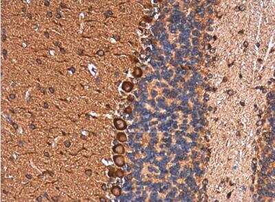 Immunohistochemistry-Paraffin: EHD4 Antibody [NBP2-16287] - Paraffin-embedded mouse brain.  EHD4 antibody  diluted at 1:500.