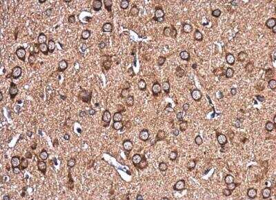 Immunohistochemistry-Paraffin: EHD4 Antibody [NBP2-16287] -  Paraffin-embedded rat brain.  EHD4 antibody diluted at 1:500.