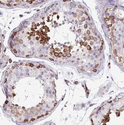 Immunohistochemistry-Paraffin: EHD4 Antibody [NBP2-33665] - Staining of human testis shows moderate to strong cytoplasmic positivity in cells in seminiferous ducts.