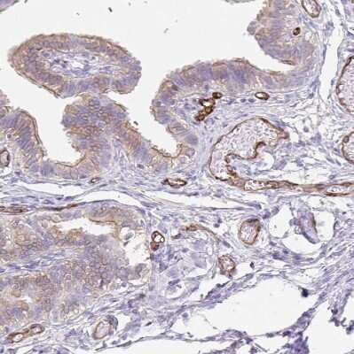 Immunohistochemistry-Paraffin: EHD4 Antibody [NBP2-33665] - Staining of human fallopian tube shows strong positivity in endothelial cells.
